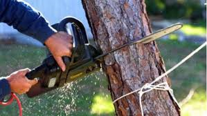 AVVISO abbattimento piante pericolose in area Proloco dal 02/02/2026 al 06/02/2026