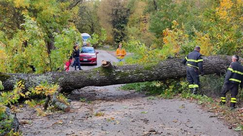 Obbligo di manutenzione verde privato e alberi pericolanti insistenti su viabilità e aree pubbliche