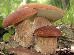 Corso formativo di preparazione con esame per il rilascio dell'idoneità alla vendita di funghi epigei freschi spontanei