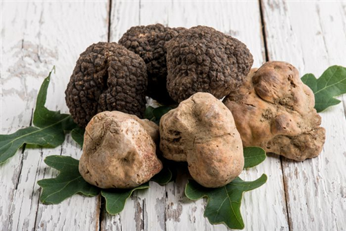 mostra mercato del tartufo bianco d'alba raccolto nelle colline torinesi.